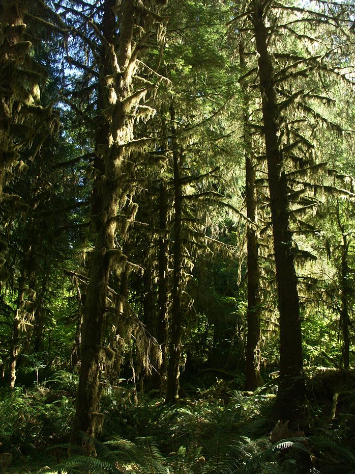 Hall of Mosses, Hoh Rain Forest, Olympic NP, WA