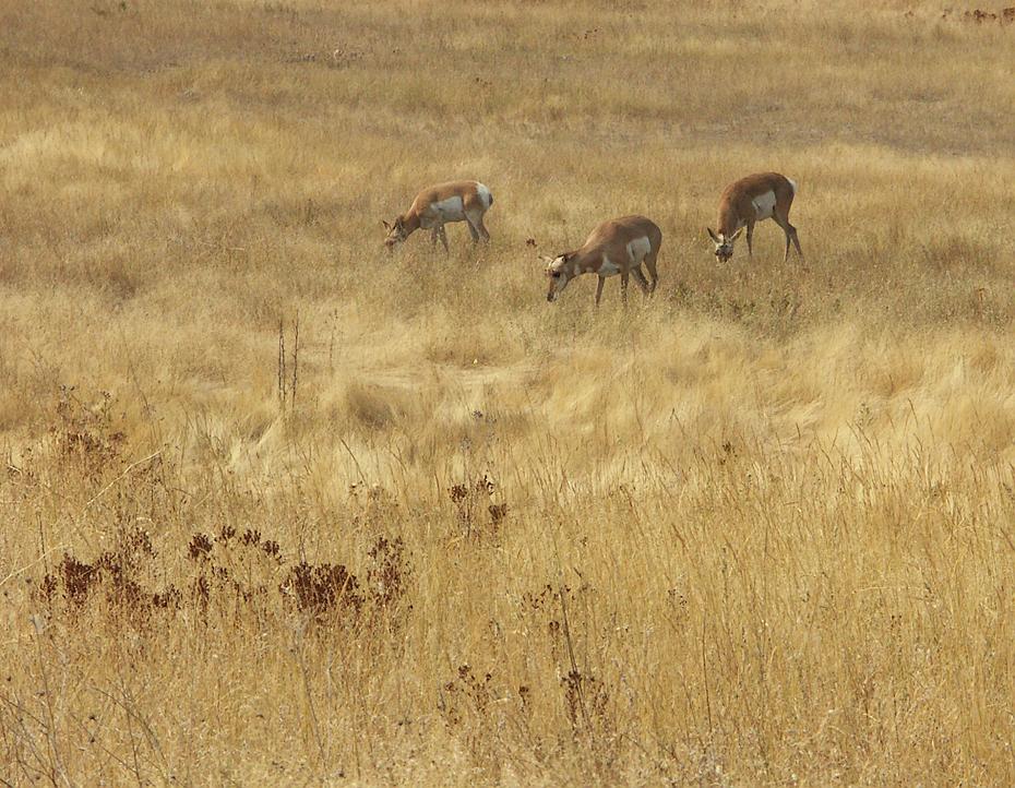 Weißwedelhirsche im National Bison Range, Moiese, MT