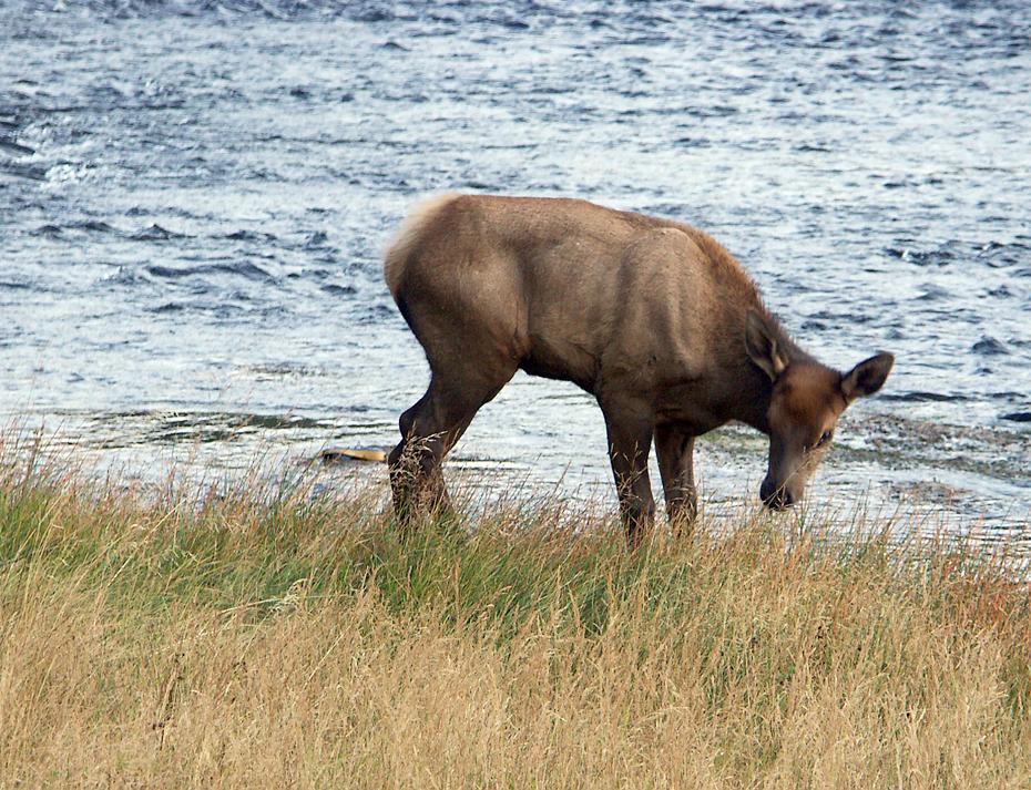 Wapiti-Hirsch Baby, Yellowstone NP, WY