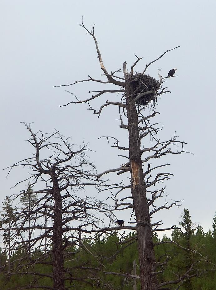Weißkopfadler, Yellowstone NP, WY