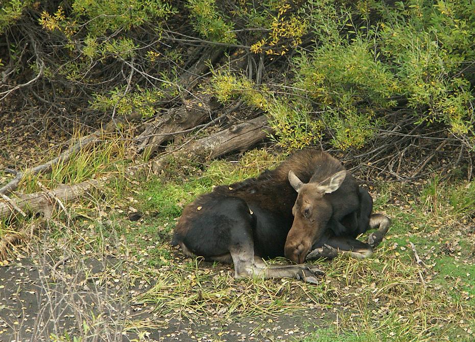 Moose, Teton NP, WY
