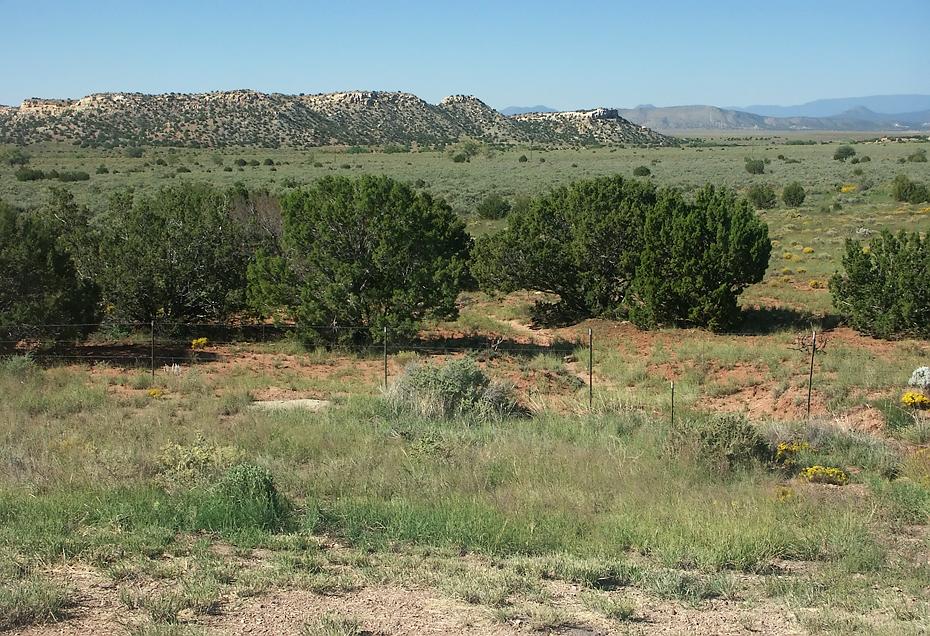 Blühende Wüste an der 285, NM