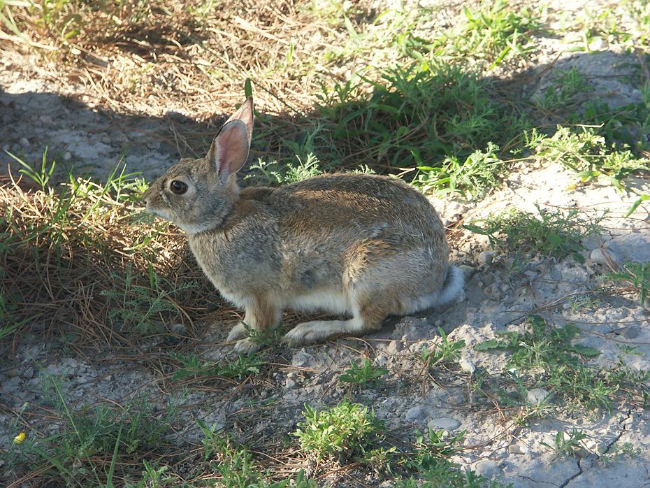 Aufdringliches wildes Kaninchen auf unserem Campingplatz bei Carlsbad, NM