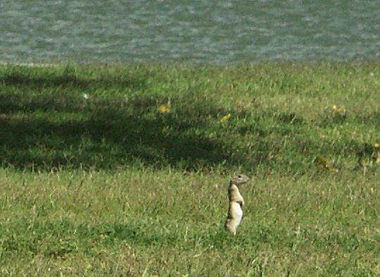 Erdhörnchen im Riverfront Park, Carlsbad, NM