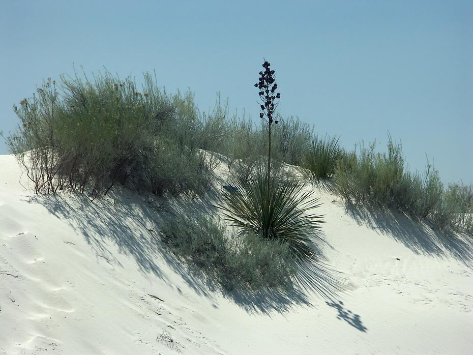 White Sands NP, NM