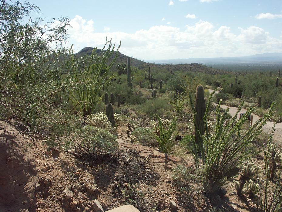 Desert Botanical Garden, Tucson, AZ