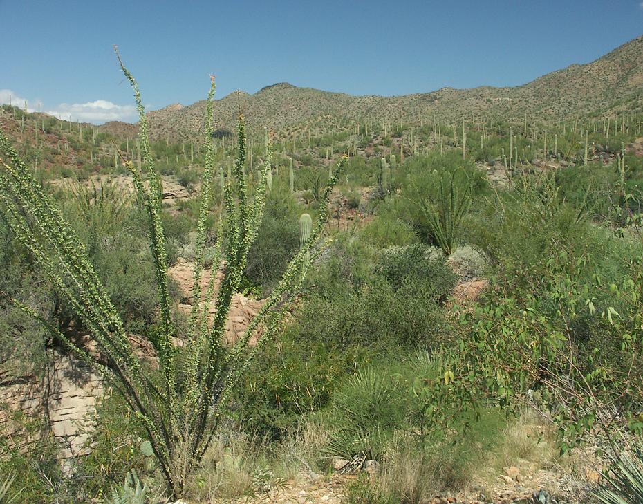 Desert Botanical Garden, Tucson, AZ