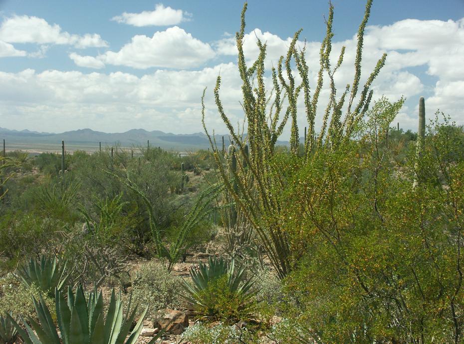 Desert Botanical Garden, Tucson, AZ
