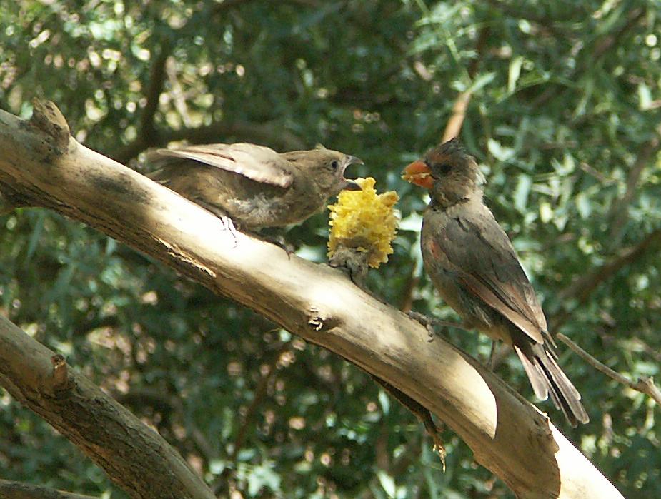 Vögel im Desert Botanical Garden, Tucson, AZ