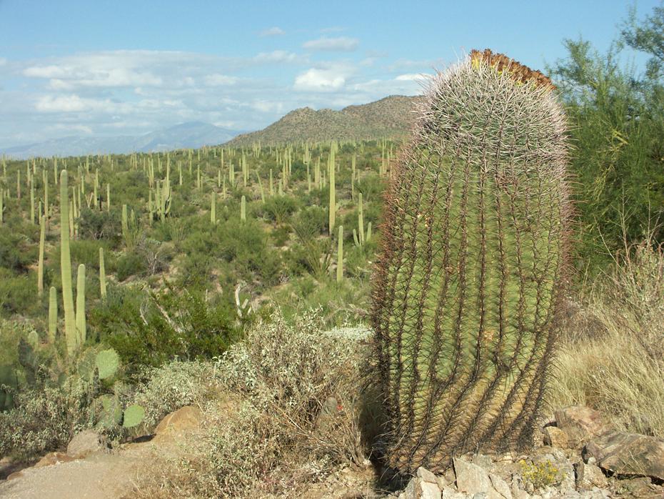 Saguaro NP, AZ