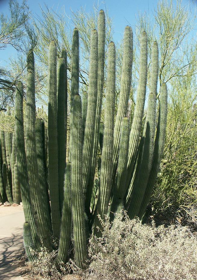 Organ Pipe Kaktus im Desert Botanical Garden, Phoenix, AZ