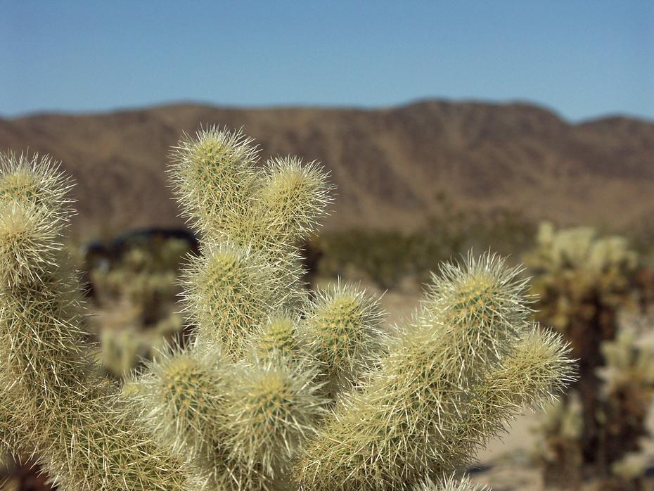 Teddy Bear Cholla im Joshua Tree NP, CA