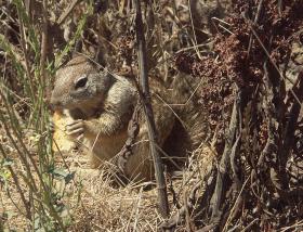 Squirrel an der kalifornischen Küste