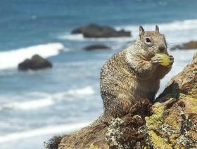 Noch ein Squirrel an der kalifornischen Küste