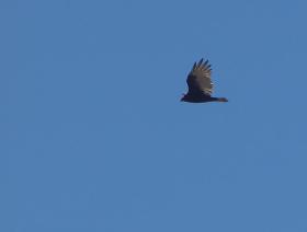 Turkey Vulture