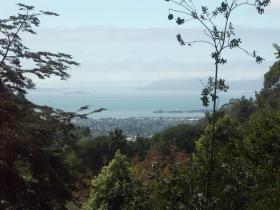 Golden Gate Bridge vom botanischen Garten der Universität Berkeley aus gesehen