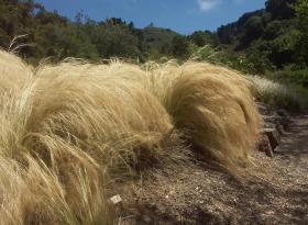 Weed im botanischen Garten der Universität Berkeley