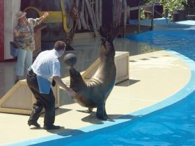 Seelöwenvorführung im Six Flags Marine World