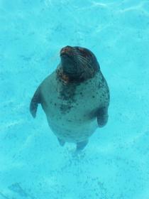 schlafende Robbe im Six Flags Marine World