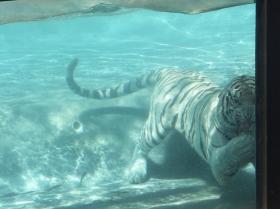 Weißer tauchender Tiger im Six Flags Marine World