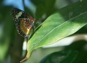 Schmetterling im Six Flags Marine World