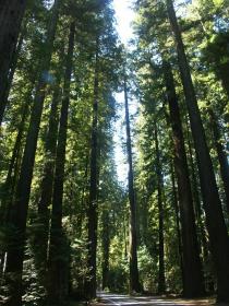 Avenue of the Giants, CA
