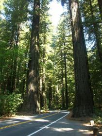 Avenue of the Giants, CA