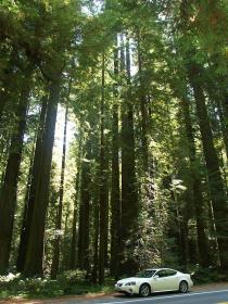 'Mein' Auto in der Avenue of the Giants, CA