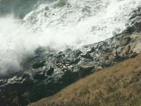 Vor den Sea Lion Caves, OR