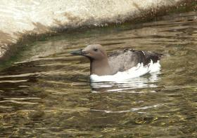 Common Murre (Trottellumme) im Newport Aquarium