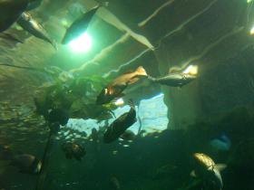 Blick ins große Aquarium aus einem Tunnel im Newport Aquarium