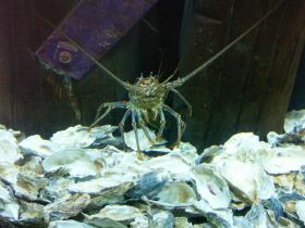 Languste im Newport Aquarium