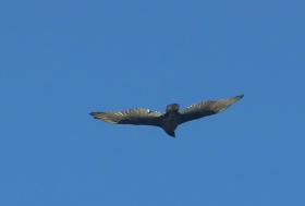 Raubvogel über der Oregon Küste