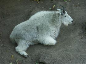 Ziege im Zoo von Portland, OR