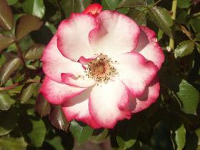 Rose im International Rose Test Garden, Portland, OR