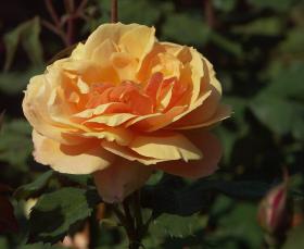 Rosengarten im Pt. Defiance SP, Tacoma, WA