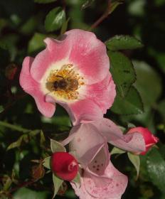 Rosengarten im Pt. Defiance SP, Tacoma, WA