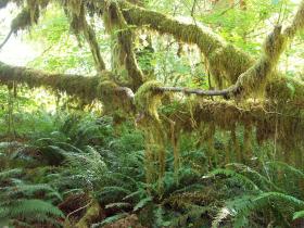 Hoh Rain Forrest, Olympic NP, WA