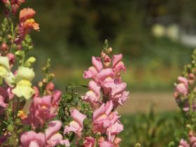 Blumen im North Cascades NP