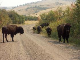 Bisonsperre im National Bison Range, Moiese, MT