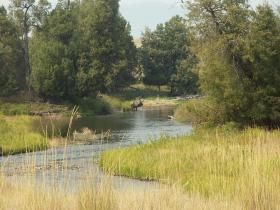 Hirsch beim National Bison Range, Moiese, MT