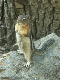 Squirrel im Glacier NP, MT