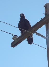 Adler bei Livingstone, MT
