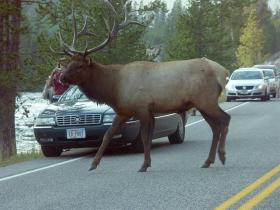 Elchstau (Wapiti Hirsch), Yellowstone NP, WY