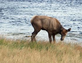 Wapiti-Hirsch Baby, Yellowstone NP, WY