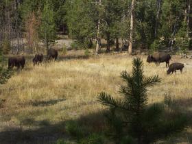 Bisonherde, Yellowstone NP, WY