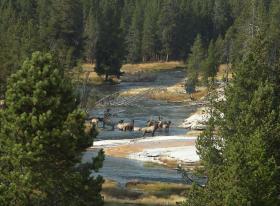 Hirschherde, Yellowstone NP, WY