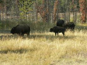 Bisonherde, Yellowstone NP, WY