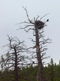 Weißkopfadler, Yellowstone NP, WY