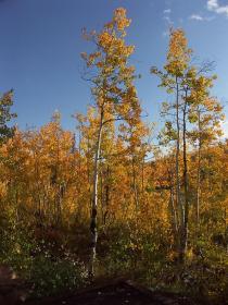 Grand Mesa NF